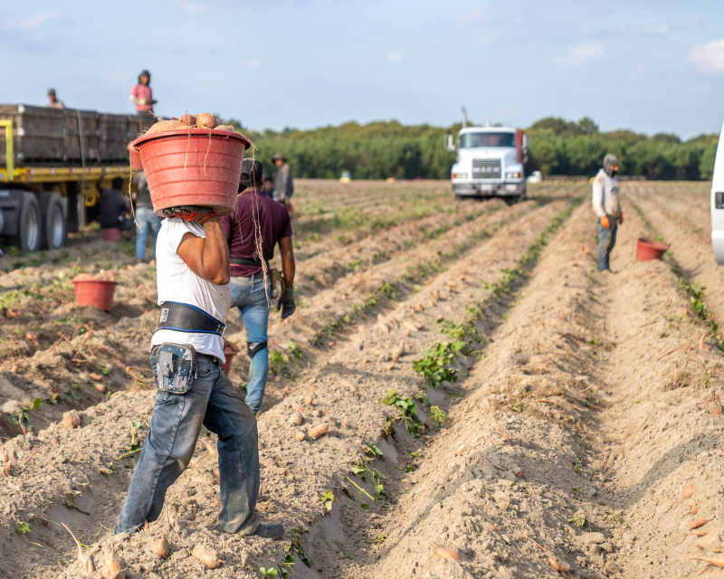 Man on a farm carrying a basket of sweet potatoes that were just harvested.